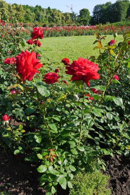 Kırmızı gül ve orta yeşil çim çalılar ile büyük bir çiçek yatağı
