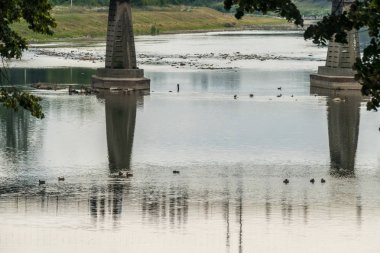 Yeşillik ağaçların arkasından güzel manzaralı geniş bir nehir arasında köprü destekler yakın yüzen ördekler.
