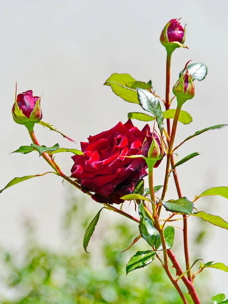 En grönskande, blommande röd ros bredvid inte ännu bleka unga gröna knoppar — Stockfoto