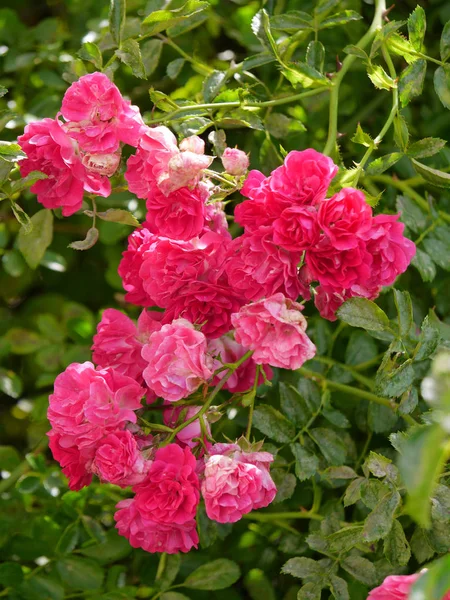Adorable arbusto de rosas mirando pétalos hacia abajo con tallos verdes puntiagudos Hermosas flores decorando cualquier ramo . —  Fotos de Stock