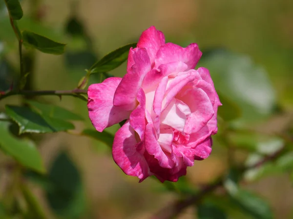 Una rosa de té seductora con delicados pétalos rosados —  Fotos de Stock
