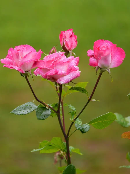 Λεπτή τριαντάφυλλο με δροσοσταλίδες σταγόνες πέταλα και ένα στέλεχος. Ένα τέλειο δώρο για μια αγαπημένη γυναίκα που θα φτιάξει το κέφι. — Φωτογραφία Αρχείου