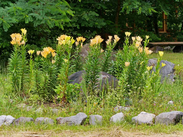 Floraison avec des lis jaunes sur pattes vertes près de décorer des blocs de pierre — Photo