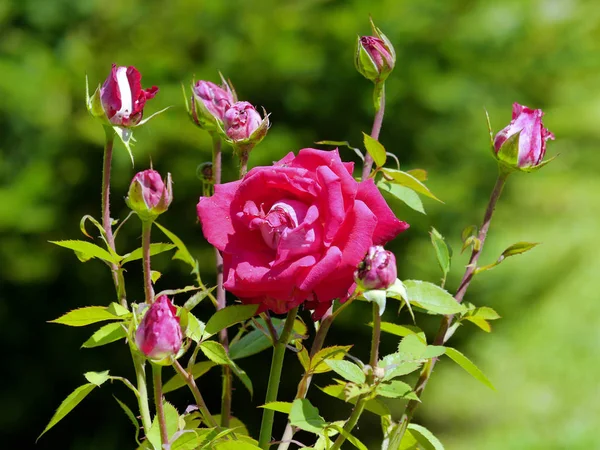 Rosa exuberante bonita rosa, mas o fundo de ainda não brotar pequenos botões — Fotografia de Stock