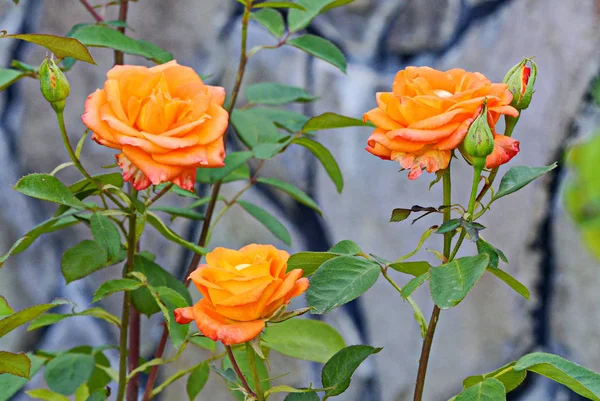 A bush with three blossoming brightly orange roses and buds not yet blooming — Stock Photo, Image