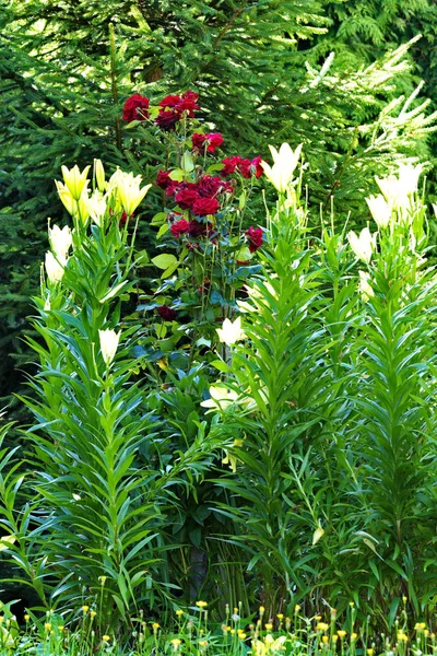 美丽的黄色和红色的花朵在高大的绿色茎长叶 — 图库照片