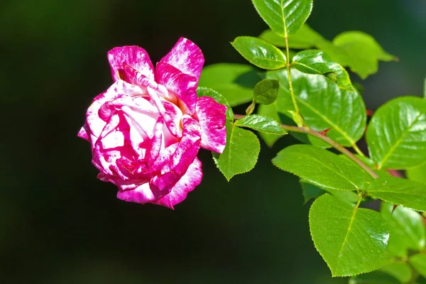 Uma rosa branco-carmesim, o melhor presente romântico em um encontro para uma menina — Fotografia de Stock