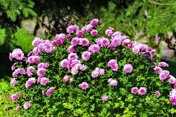 Verde, arbusto grande com muitas flores rosa astros sobre ele. Flores são como estrelas, daí o nome do latim — Fotografia de Stock
