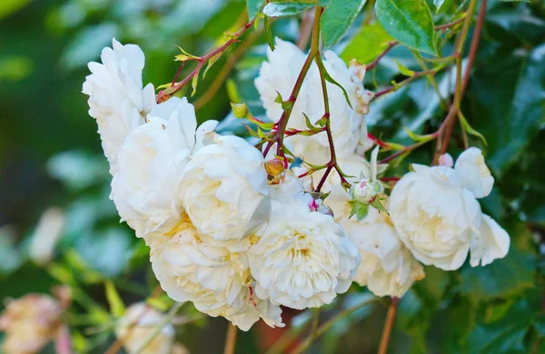 Lujosas flores blancas con exuberantes pétalos blancos disparados de cerca con hojas verdes delicadas en tallos delgados . —  Fotos de Stock