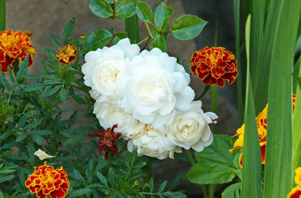 Inflorescências de rosas brancas no arbusto de calêndula marrom — Fotografia de Stock