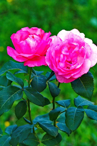 Maravillosas rosas de color rosa brillante con un tono blanco en un tallo delgado con hojas verdes frescas. Simplicidad y belleza en una flor . —  Fotos de Stock