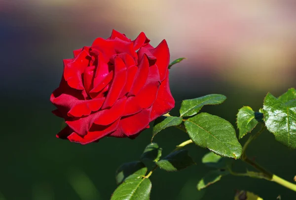 En stor öppnade knopp en ljusa scarlet Rose i trädgården — Stockfoto