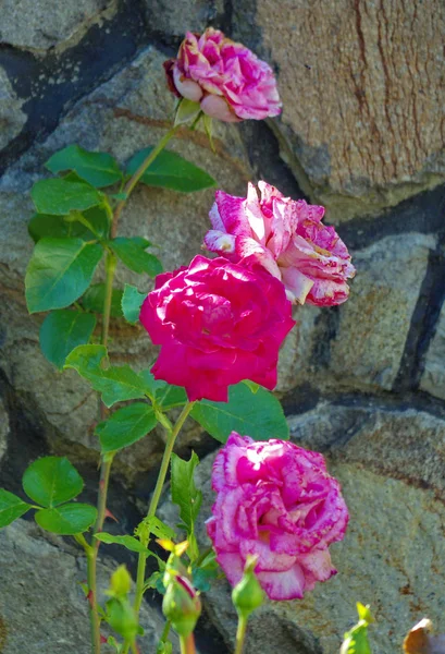 Un hermoso arbusto de hermoso rosa con pétalos de rosa blanca sobre el fondo de grandes piedras ubicadas detrás de ellos . —  Fotos de Stock