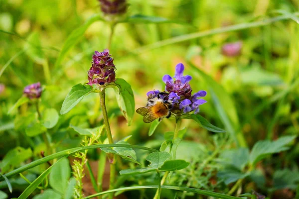 Eine gestreifte Biene bestäubt die violetten Blütenblätter auf einem hohen grünen Stiel mit Blättern — Stockfoto