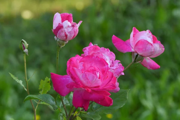 Rosas rosa imperceptíveis no arbusto no jardim entre a vegetação — Fotografia de Stock