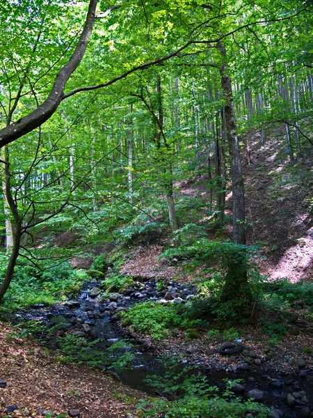 Un piccolo fiume di montagna sospetto che scorre lungo il pendio della foresta sullo sfondo di alti alberi decidui — Foto Stock