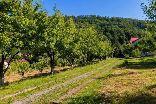 Eine Straße entlang sattgrüner Bäume, die zum Eingang des Hotelgebäudes führt — Stockfoto