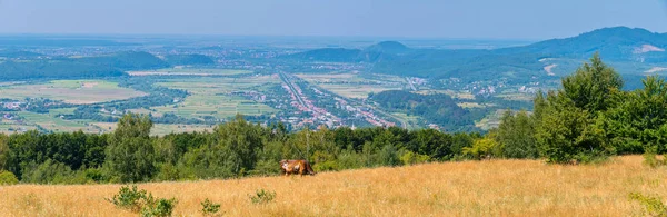 牧场的全景与褐色母牛和遥远的城市在谷之间在山之间 — 图库照片