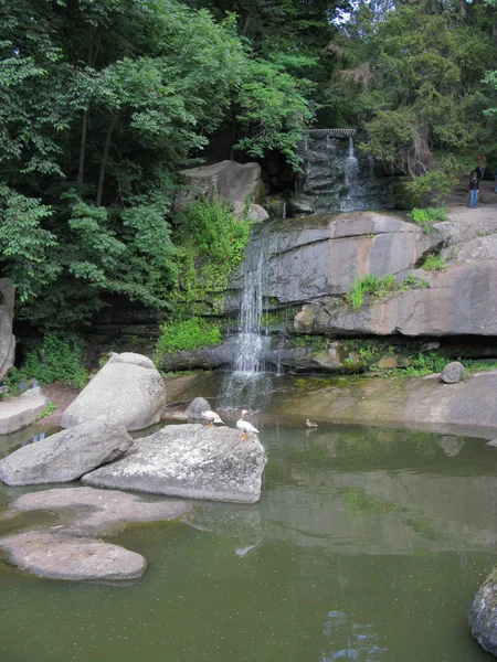 アヒルの石の上に立って、小さな滝の背景に湖に浮かんでいます。 — ストック写真