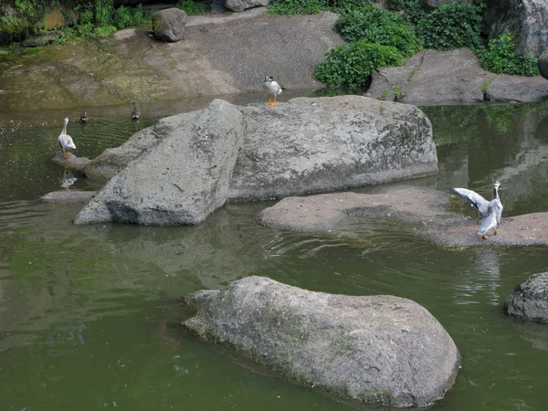 Hermosos patos de colores flotando en el lago y de pie sobre las rocas —  Fotos de Stock