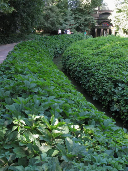 Imaginé, arbustos verdes en el parterre. Están plantados con una espiral — Foto de Stock