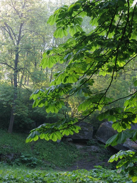 Lange Kastanienzweige mit großen Blättern vor dem Hintergrund von Steinblöcken und grünen Bäumen — Stockfoto