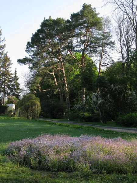 Un macizo de flores con pequeñas flores silvestres en el fondo de una zona de parque a pie — Foto de Stock