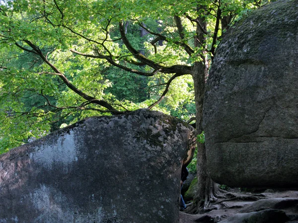 Stor sten stenblock överväxta med mossa nära ett höga lövträd — Stockfoto
