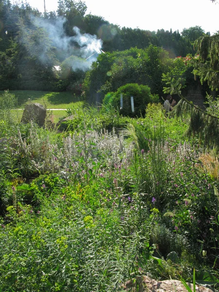 Espesuras verdes de arbustos y flores cubiertas de hierba junto a la casa de pie entre los árboles con humo blanco procedente de la tubería . — Foto de Stock