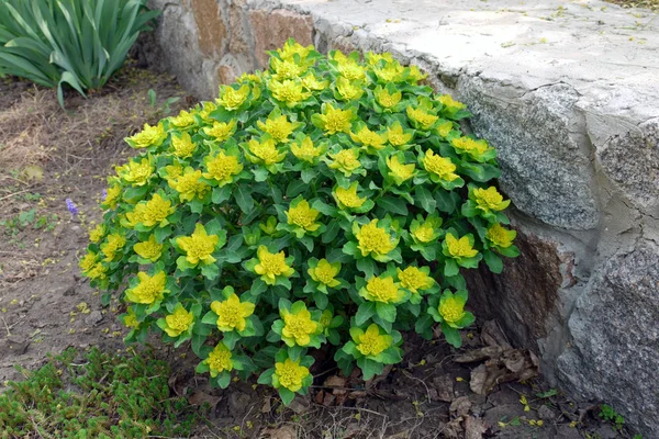 Lush flower bed with yellow flowers and large green leaves on the background of a stone decorative fence