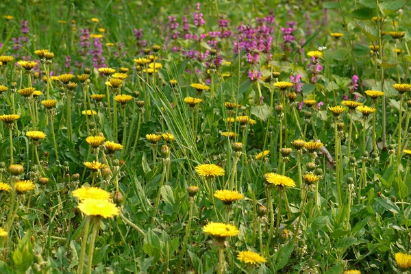 Beautiful blooming yellow dandelions in a green field under the summer sun — Stock Photo, Image