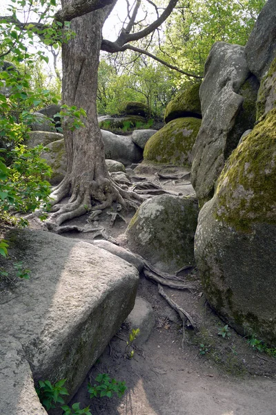 Un viejo árbol con raíces hacia afuera crece entre piedras cubiertas de musgo — Foto de Stock