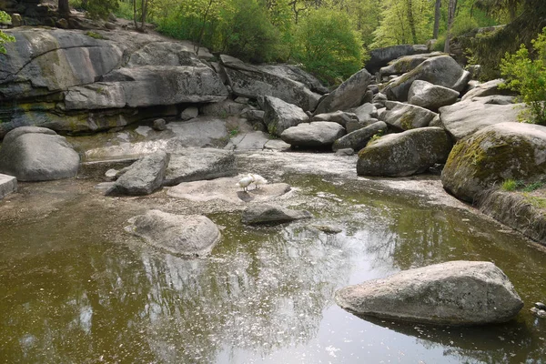 Teilweise ausgetrockneter Waldbach zwischen großen Steinen. Auf einem befinden sich zwei weiße Vögel — Stockfoto