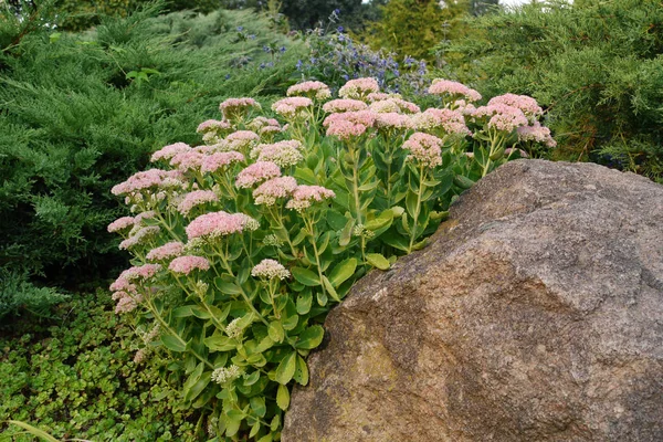 Glatte grüne Stängel mit weißen Blütenständen kleiner Blüten wachsen unter dem Stein — Stockfoto