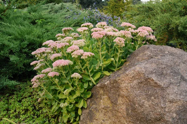 Smooth bush of green stems with white inflorescences of small flowers grows from under the stone — Stock Photo, Image