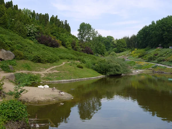 Enten am Ufer eines Teiches in einem schönen Park vor dem Hintergrund grüner Bäume und Sträucher — Stockfoto