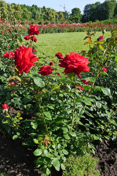 Un enorme macizo de flores con arbustos de rosas rojas y un césped verde en el centro — Foto de Stock