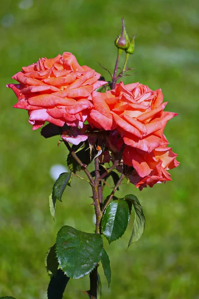 Αγκάθια του διαγωνισμού τριαντάφυλλο με φρέσκα πράσινα φύλλα — Φωτογραφία Αρχείου