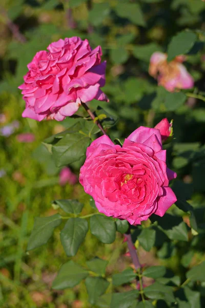 Rosas hermosas y deliciosas flores oliendo mejor regalo amado —  Fotos de Stock