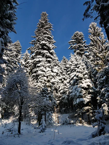 Winternaaldbos, waarin alle bomen bedekt zijn met dikke, zware sneeuwhoeden — Stockfoto