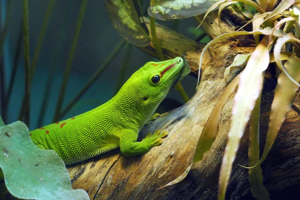 Uma salada de salamandra cortando com um olho inteligente sentado em um tronco de árvore — Fotografia de Stock