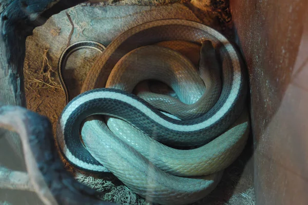 Gestreepte, lange slang in het terrarium rusten. Haar niet storen — Stockfoto