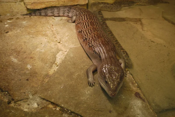 Op koude vloerplaten een reptiel gekleurd aan de omgeving van de slang van dezelfde kleur overeenkomen — Stockfoto