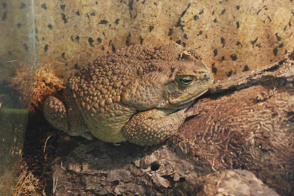 Een grote, vette, gemene kikker in puistjes zit trots op een rots — Stockfoto