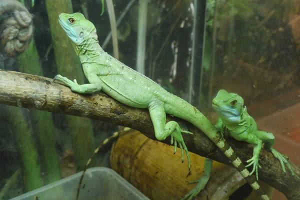 Twee heldere groene hagedissen met gestreepte staart op de rotsen van de u-terariums — Stockfoto