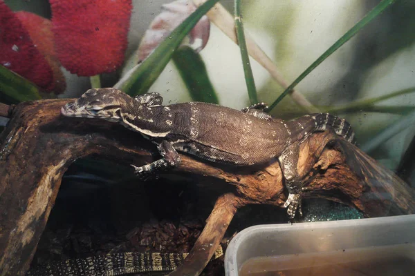Zoet slapende reptiel op de boomstam droog in een terrarium — Stockfoto
