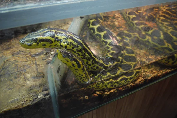Prachtige zwart-en-gele slangen achter het glas kijken met belangstelling door hun twee tongen. — Stockfoto