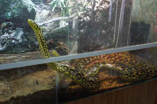 Een paar grote geel-zwart pythons in het aquarium, rechtstreeks uit de jungle — Stockfoto