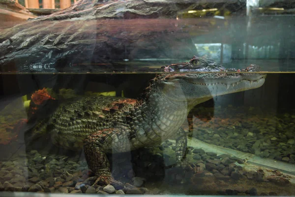 Een aquarium met een krokodil, wiens lichaam in het water en een kop met verschrikkelijke verschrikkelijke tanden boven het water is — Stockfoto