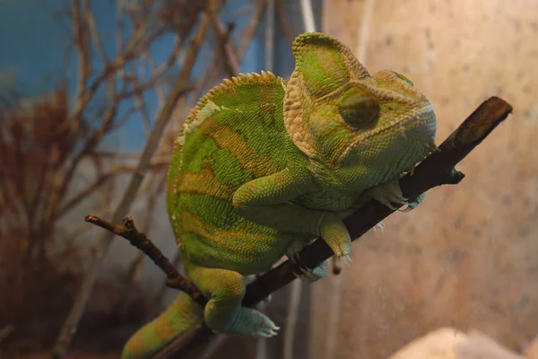 Kameleon vreedzaam in slaap op een dunne tak — Stockfoto